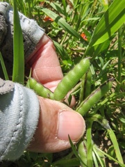 Lupinus nanus