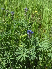 Lupinus nanus