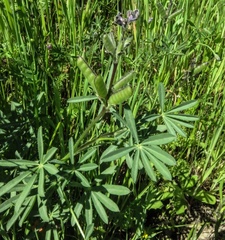Lupinus nanus