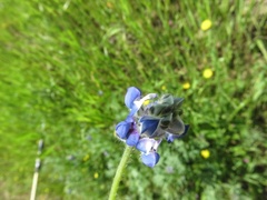 Lupinus nanus