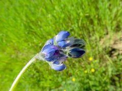 Lupinus nanus