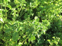 Urtica chamaedryoides