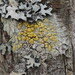 Fused Rim Lichen - Photo (c) Hans, some rights reserved (CC BY-NC), uploaded by Hans