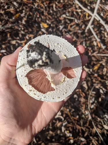iNaturalist observation photo of Yellow Stainer