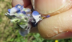 Lupinus nanus