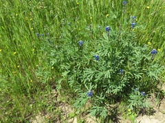 Lupinus nanus