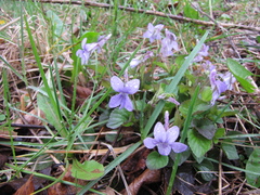 Viola rostrata