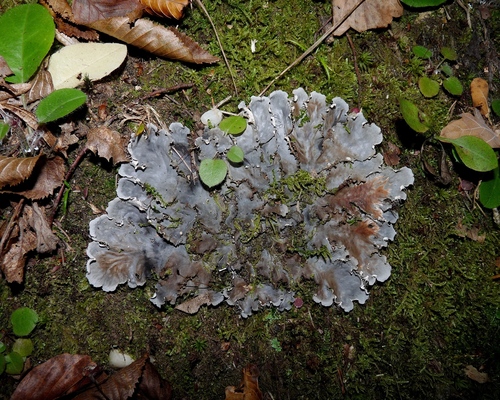 scaly pelt lichen