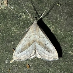 Macrochilo hypocritalis