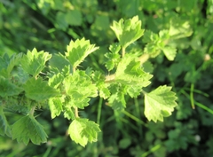 Urtica chamaedryoides