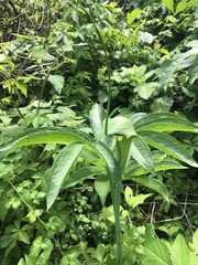 Arisaema heterophyllum