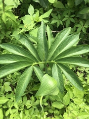 Arisaema heterophyllum