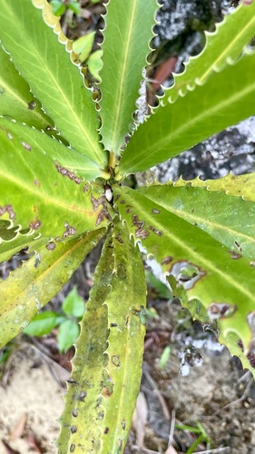 Brexia madagascariensis (Brexia madagascariensis)