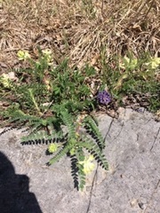 Astragalus tennesseensis