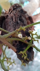 Astrotrichilia asterotricha