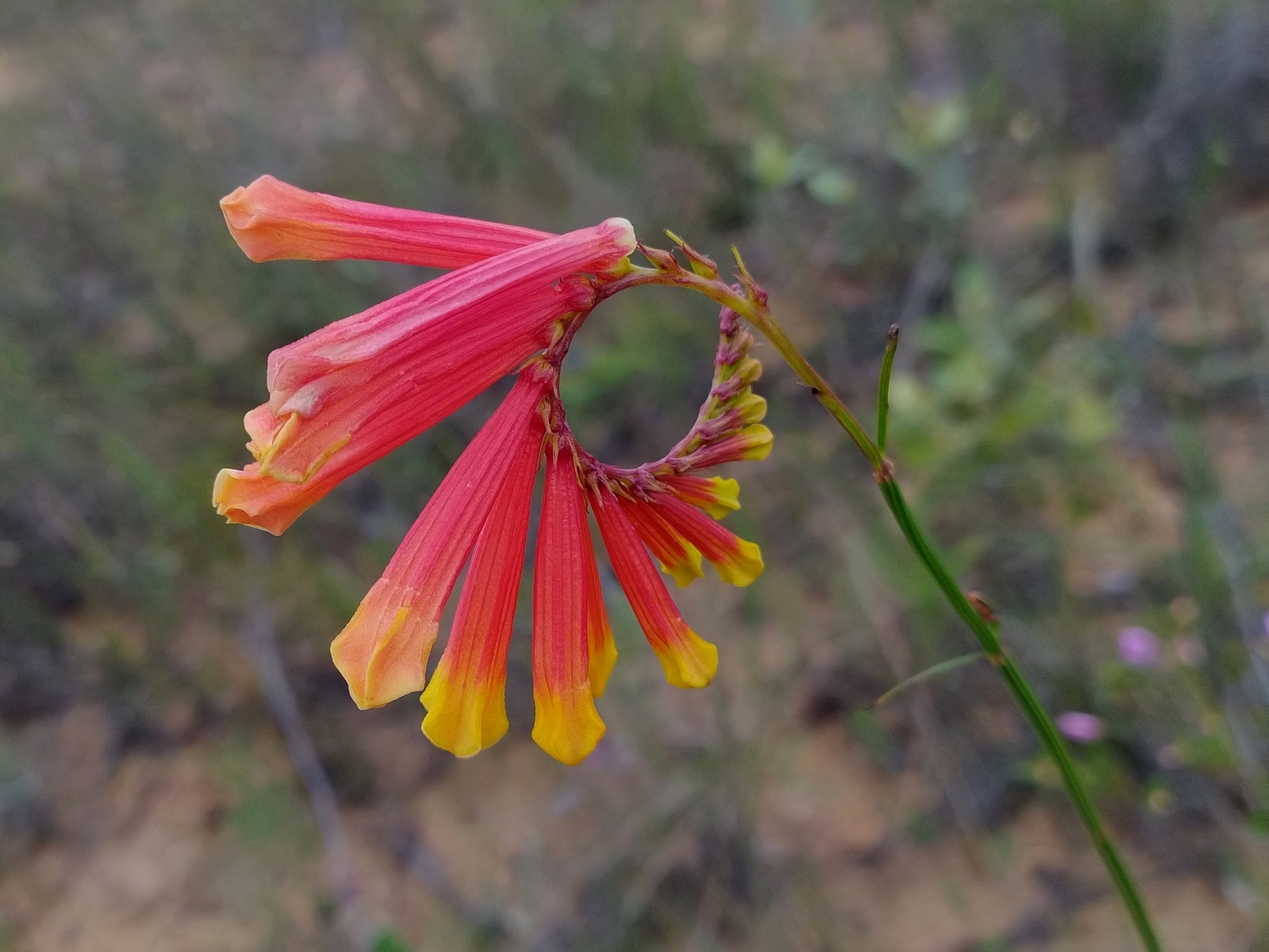 Spigelia
