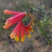 Spigelia - Photo 由 Carlos Otávio Gussoni 所上傳的 (c) Carlos Otávio Gussoni，保留部份權利CC BY-NC