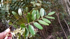 Astrotrichilia asterotricha