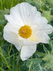 Argemone albiflora texana
