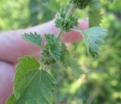 Urtica chamaedryoides