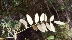 Astrotrichilia asterotricha