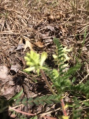 Astragalus tennesseensis