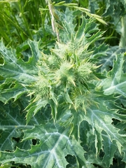 Argemone albiflora texana