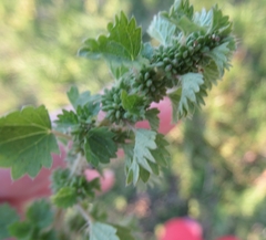 Urtica chamaedryoides