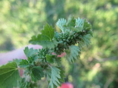 Urtica chamaedryoides