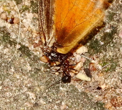 Acraea esebria