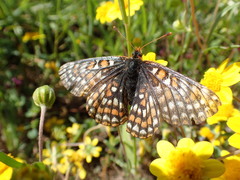 Euphydryas editha bayensis