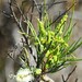 Grevillea calcicola - Photo (c) awkastrait，保留部份權利CC BY-NC