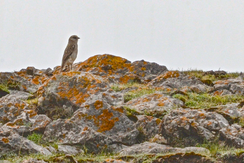 White-rumped Snowfinch (Onychostruthus taczanowskii), photo 8