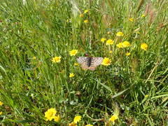 Euphydryas editha bayensis