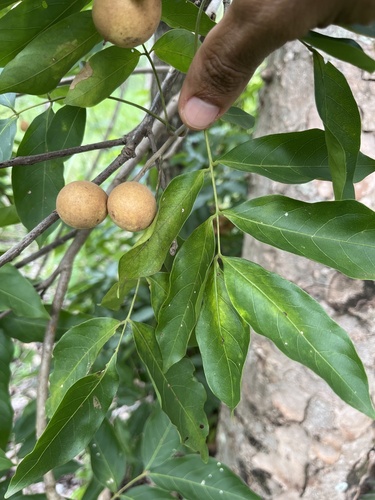 Pau-de-vinho