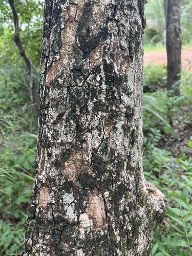 Foto de Pau-de-vinho