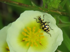 Coleomegilla quadrifasciata