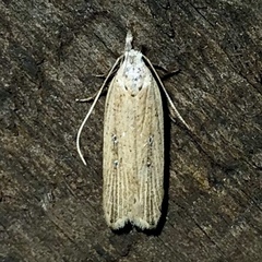 Dichomeris bipunctellus