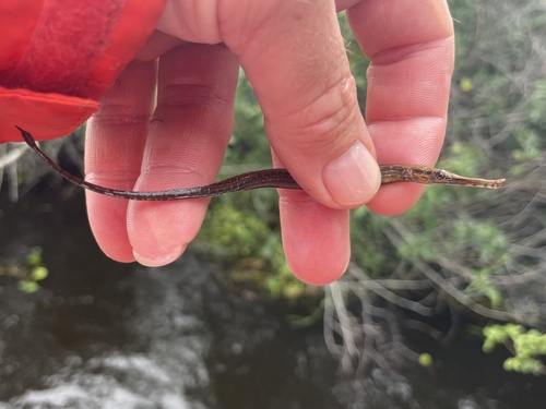 Gestreepte zoetwaternaald (Microphis lineatus) — Syngnathidae