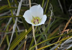 Calochortus ambiguus