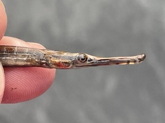 Opossum Pipefish photo 3