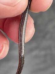 Opossum Pipefish photo 4