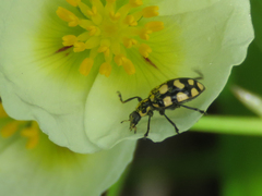 Coleomegilla quadrifasciata