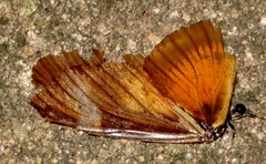 Acraea esebria