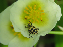 Coleomegilla quadrifasciata