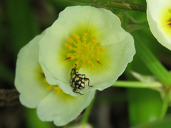 Coleomegilla quadrifasciata
