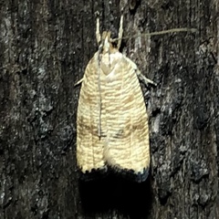 Psilocorsis cryptolechiella
