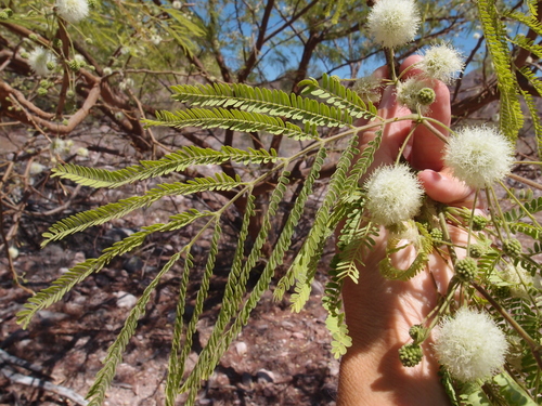 Image of Lysiloma divaricatum by (c) Sue Carnahan, some rights reserved (CC BY)