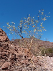 Mariosousa heterophylla, photograph Sue Carnahan, CC BY, iNaturalist via GBIF