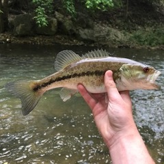 Micropterus henshalli